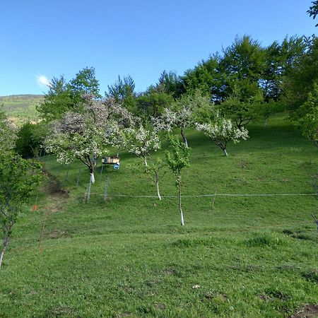 Casa Geanina Bed & Breakfast Colibiţa Dış mekan fotoğraf
