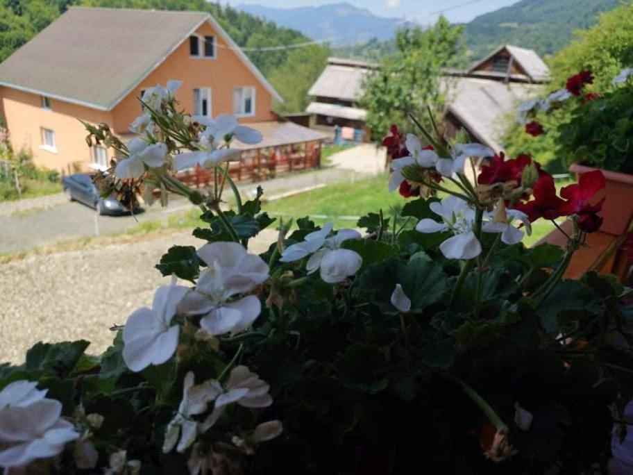 Casa Geanina Bed & Breakfast Colibiţa Dış mekan fotoğraf