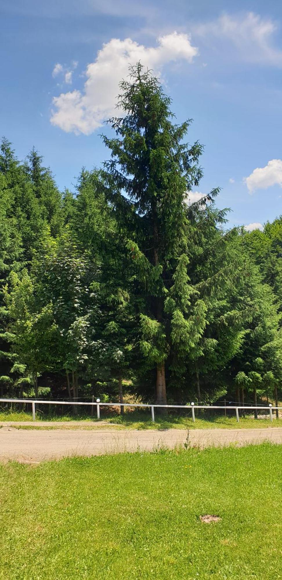 Casa Geanina Bed & Breakfast Colibiţa Dış mekan fotoğraf